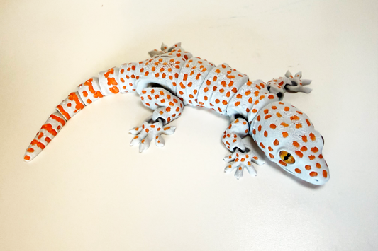 Tokay Gecko