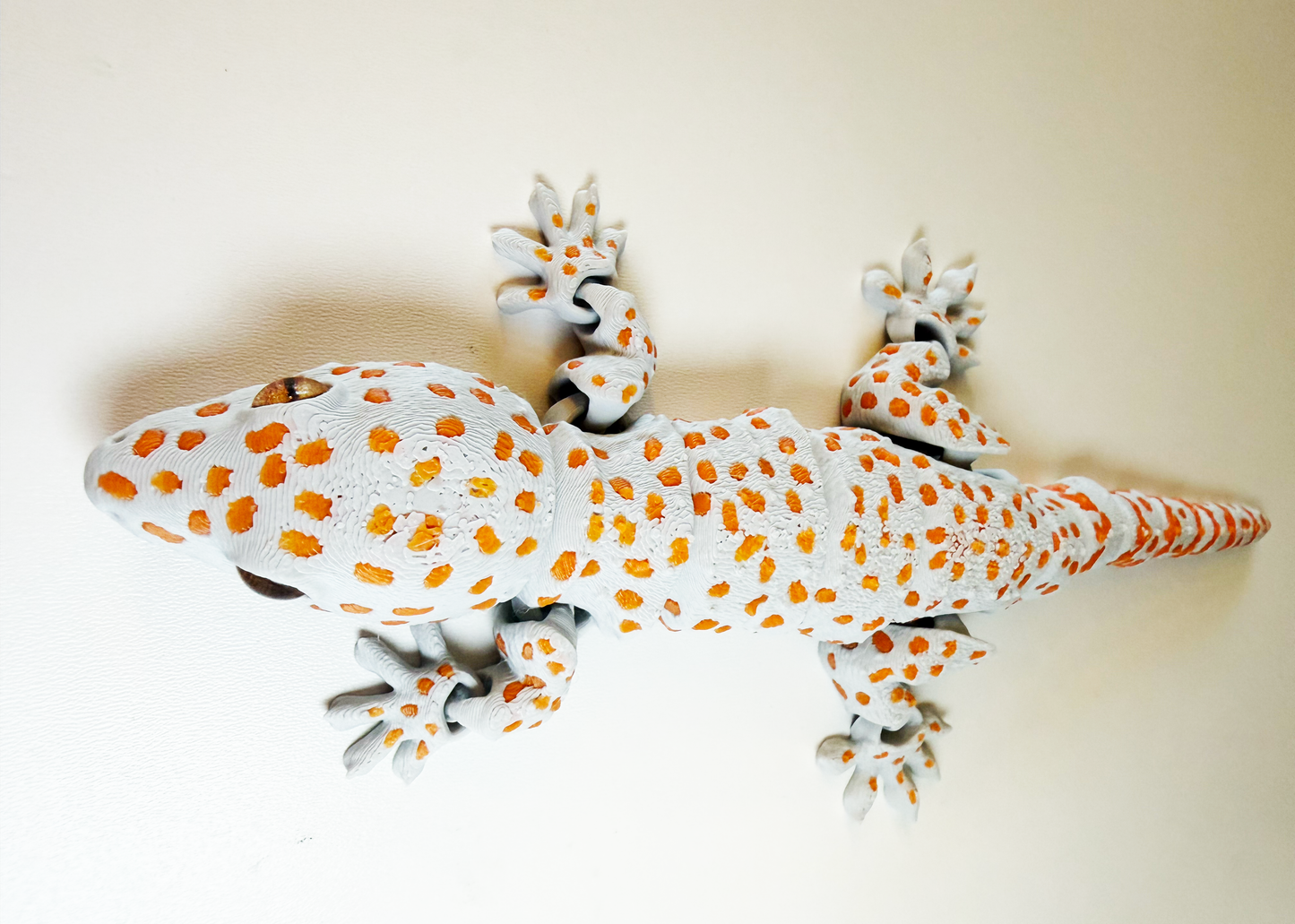 Tokay Gecko
