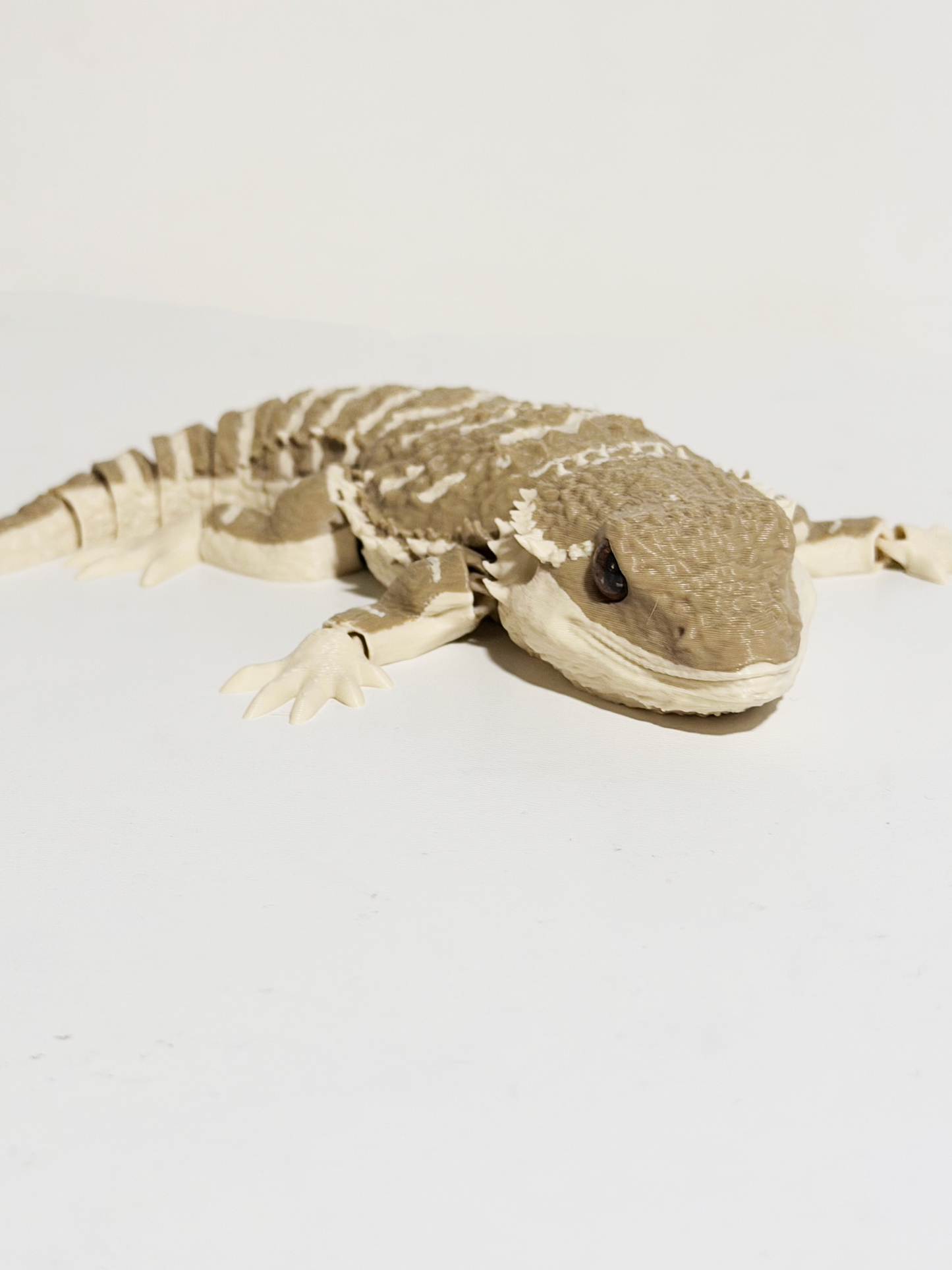 Bearded Dragon