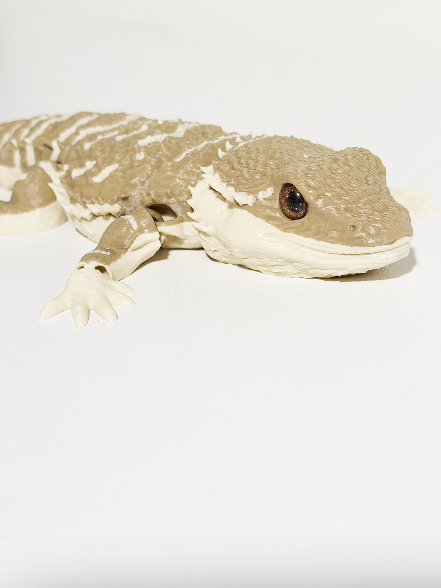 Bearded Dragon