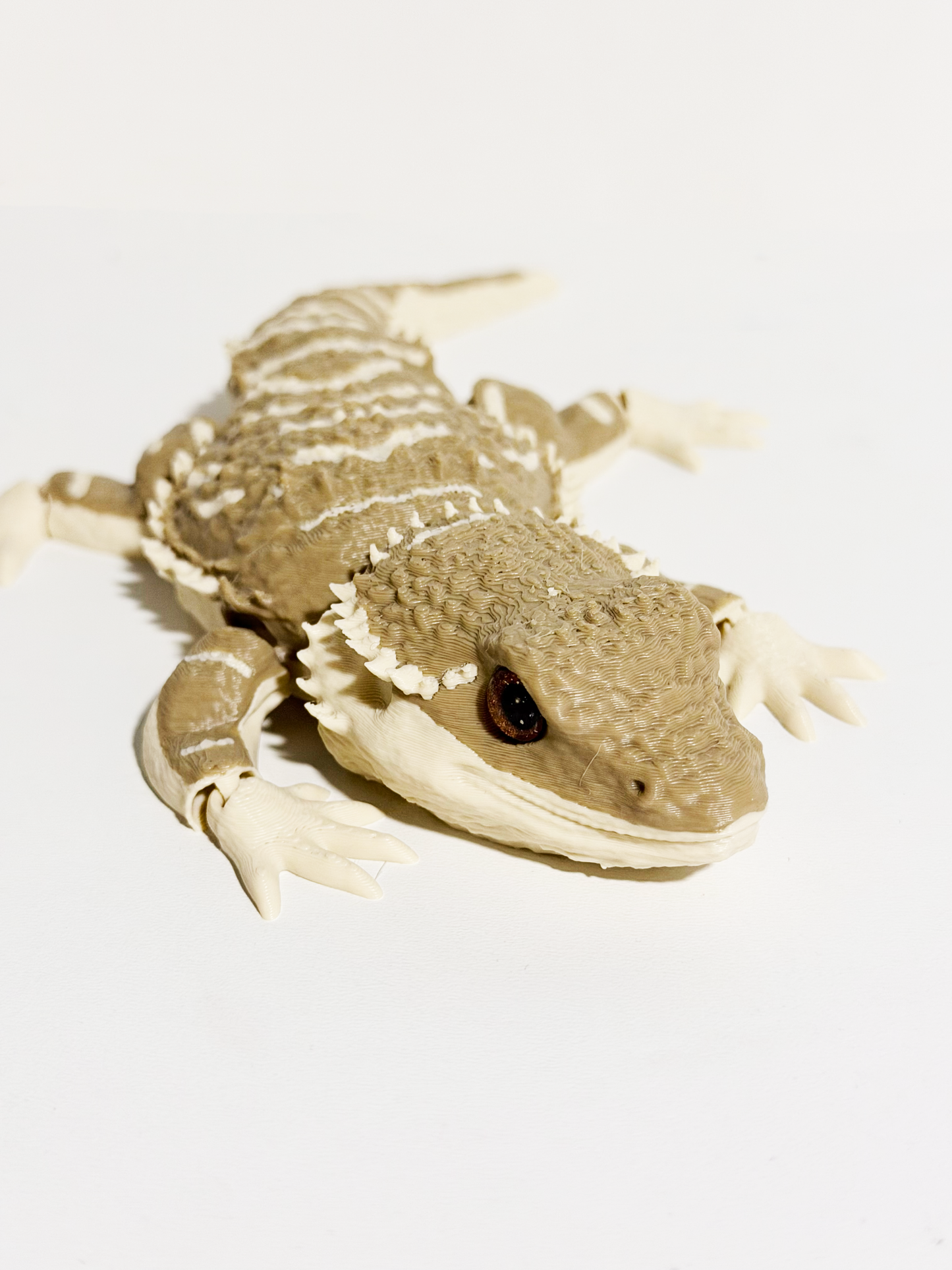 Bearded Dragon