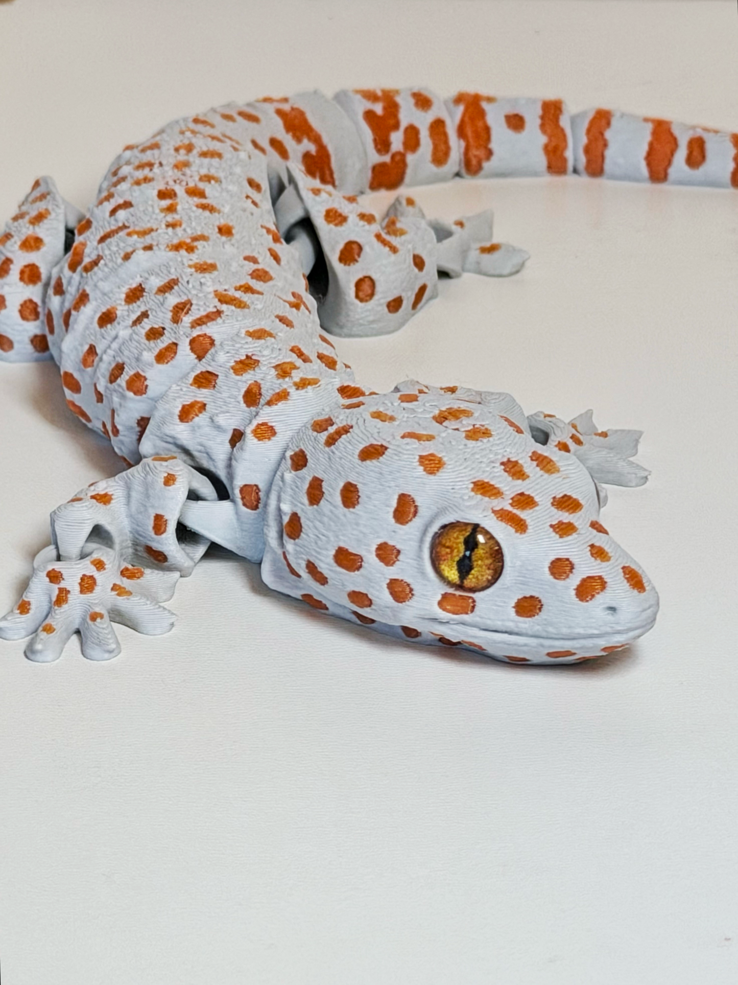Tokay Gecko