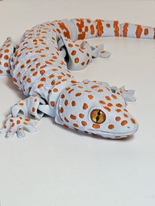 Tokay Gecko
